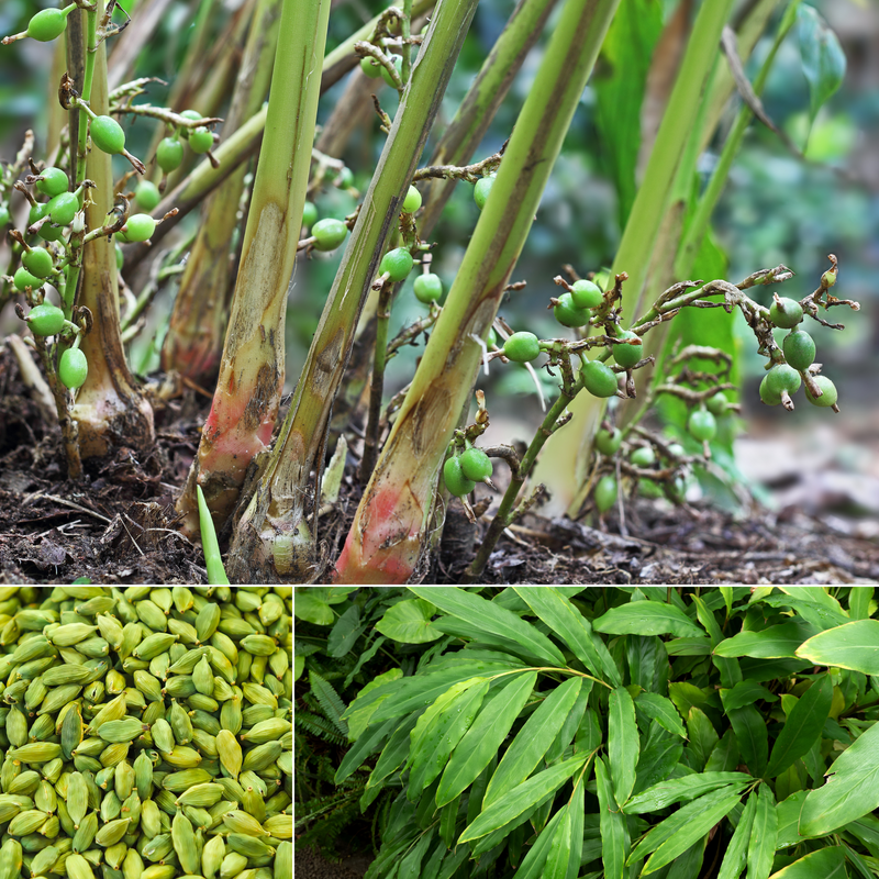 Green Cardamom Spice Plant