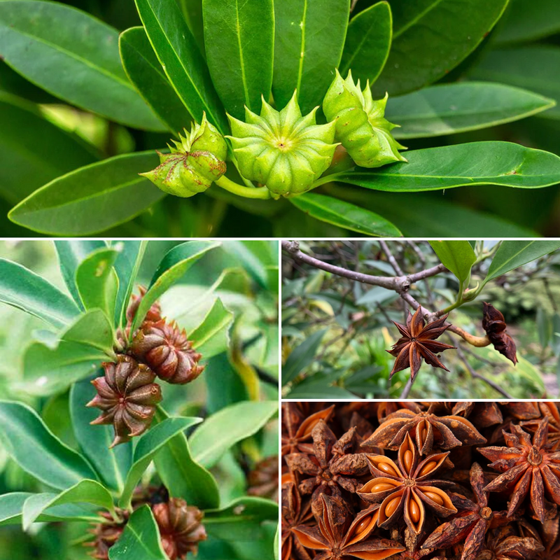 Star Anise - Takkolam Spice Plant