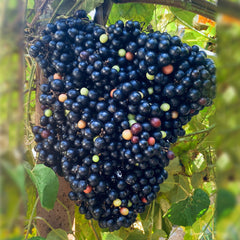 Cambodian Wild Grape - Fruit Plant