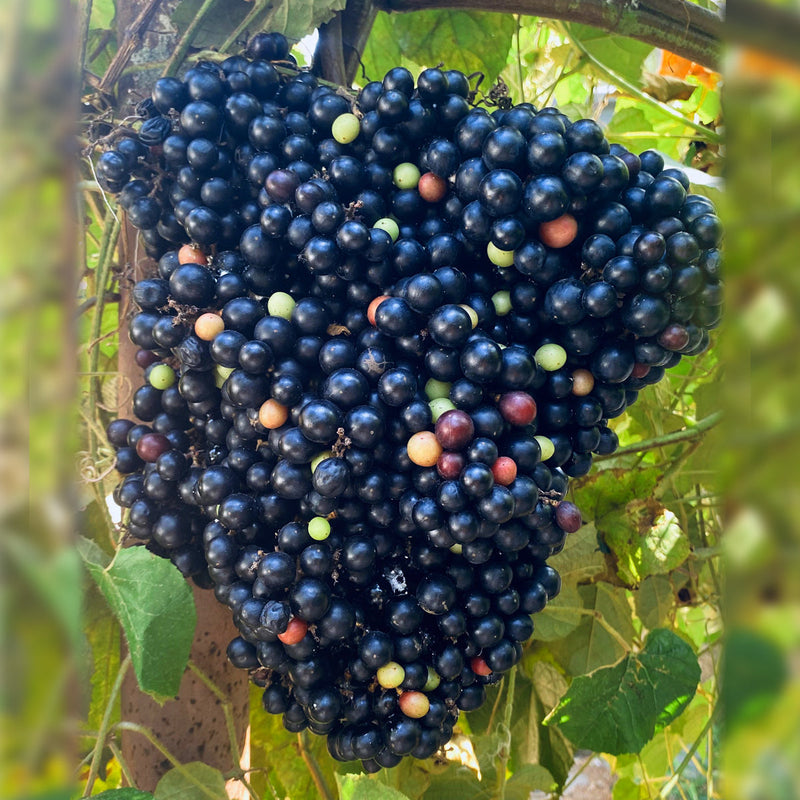 Cambodian Wild Grape - Fruit Plant