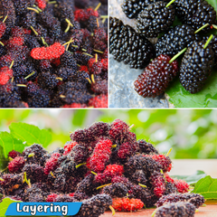 Mulberry - Black - Fruit Plant