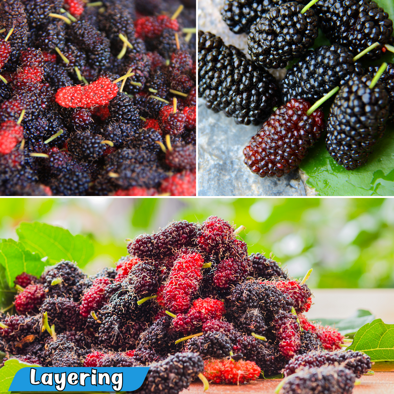 Mulberry - Black - Fruit Plant