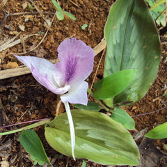 Chengazhineerkizhangu ( Kaempferia rotunda ) Medicinal Plant