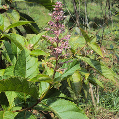 Cheruthekku ( Rotheca serrata ) Medicinal Plant