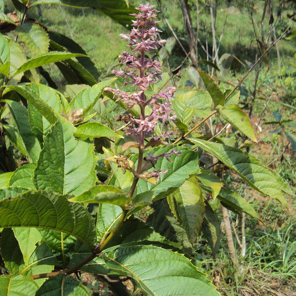 Cheruthekku ( Rotheca serrata ) Medicinal Plant