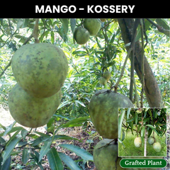 Kossery Mango Fruit Plant