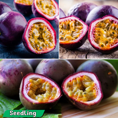 Purple Passionfruit Fruit Plant