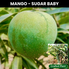Sugar Mango Fruit Plant
