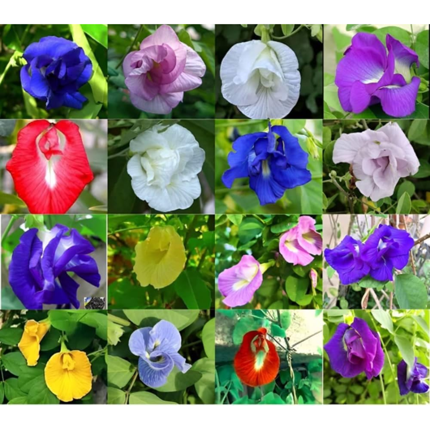 red aparajita flower seeds Clitoria Aparajita - Mixed
