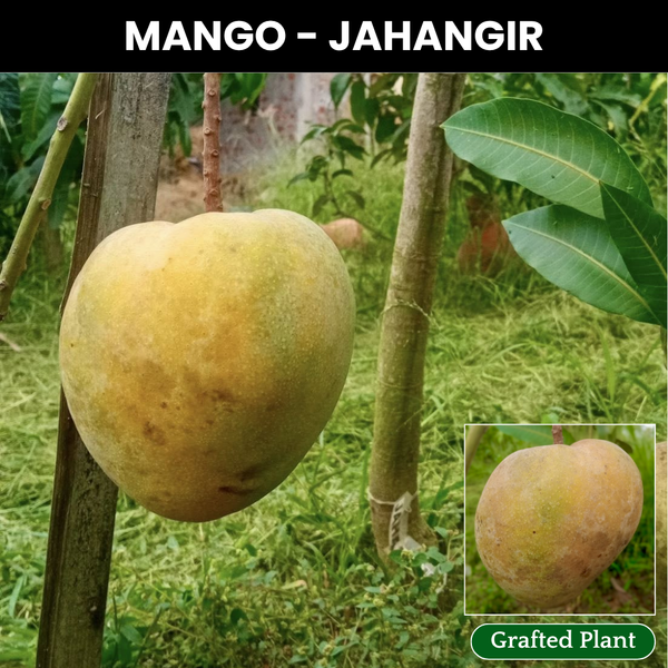 Jahangir Mango Fruit Plant