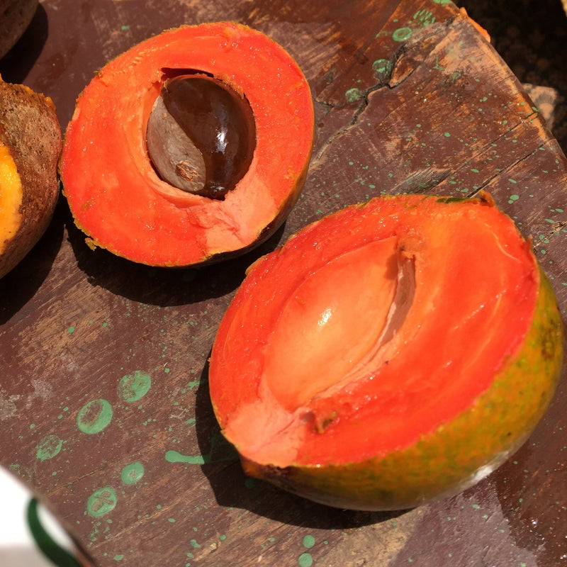 Green sapote (Pouteria Viridis) Fruit Plant