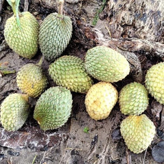 Dragons Egg Annona - Annona Hypoglauca Fruit Plant