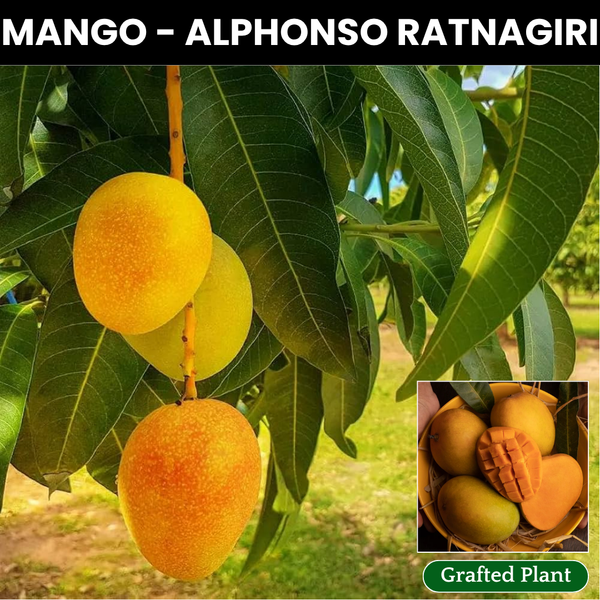 Alphonso Ratnagiri Mango Fruit Plant