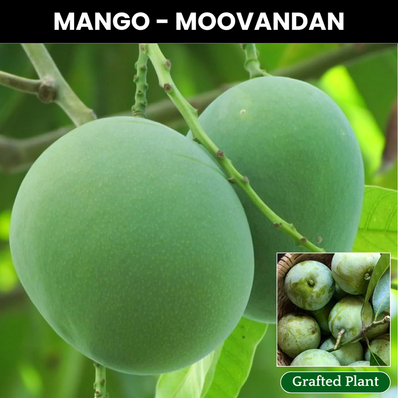 Moovandan Mango Fruit Plant
