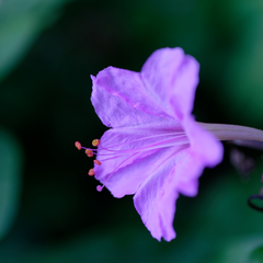 Four O' Clock - Lavender - 10 Flower Seeds