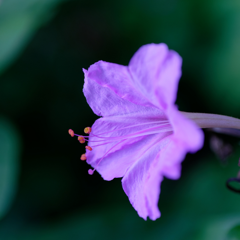 Four O' Clock - Lavender - 10 Flower Seeds