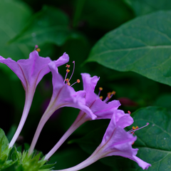 Four O' Clock - Lavender - 10 Flower Seeds