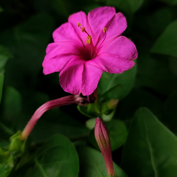 Four O' Clock - Pink - 10 Flower Seeds