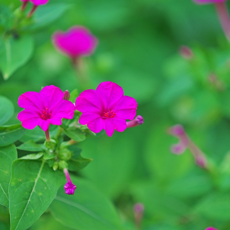 Four O' Clock - Pink - 10 Flower Seeds