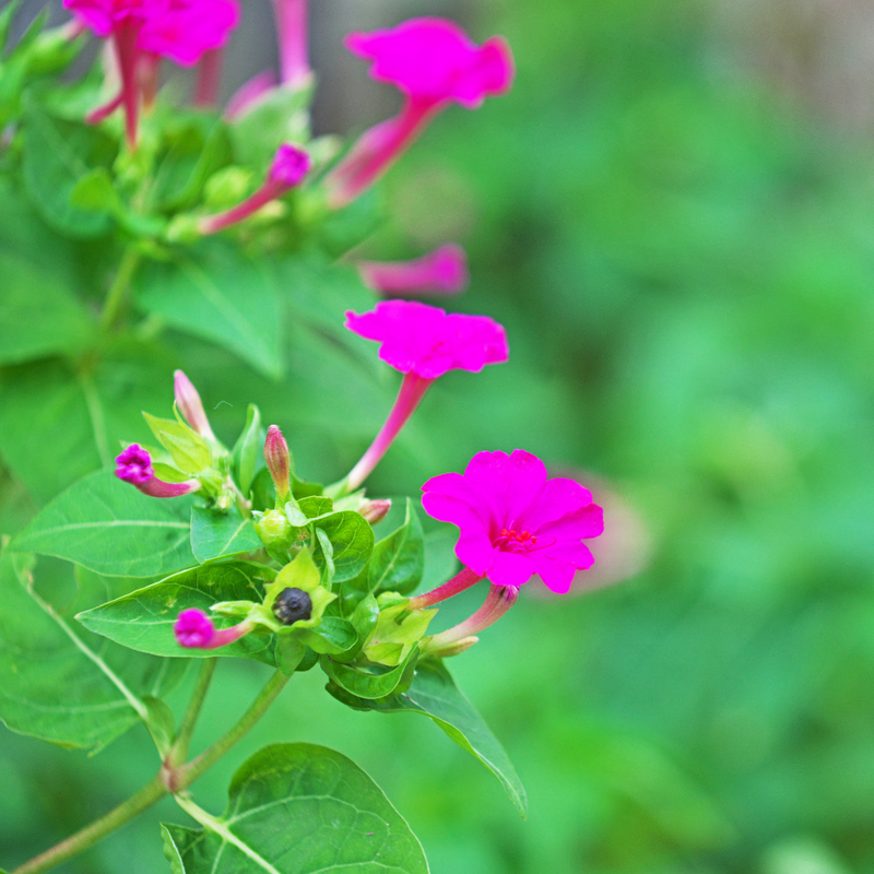 Four O' Clock - Pink - 10 Flower Seeds