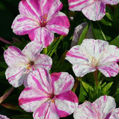 Four O' Clock - Pink White - 10 Flower Seeds