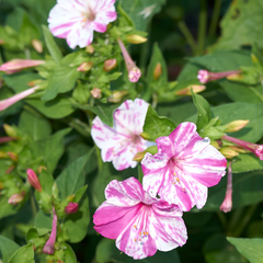 Four O' Clock - Pink White - 10 Flower Seeds