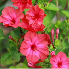 Four O' Clock - Red - 10 Flower Seeds