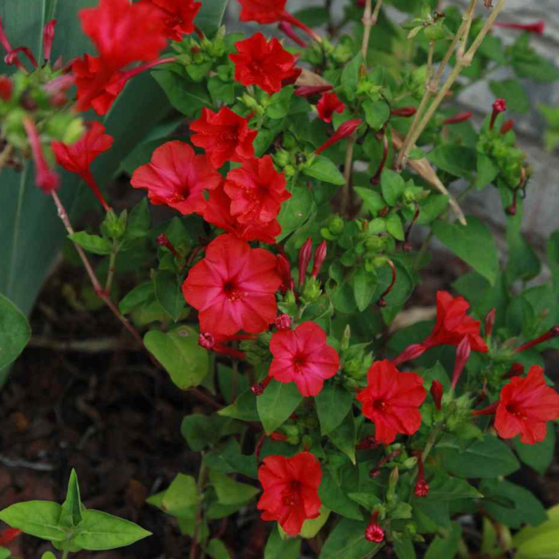 Four O' Clock - Red - 10 Flower Seeds