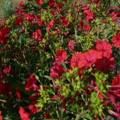 Four O' Clock - Red - 10 Flower Seeds
