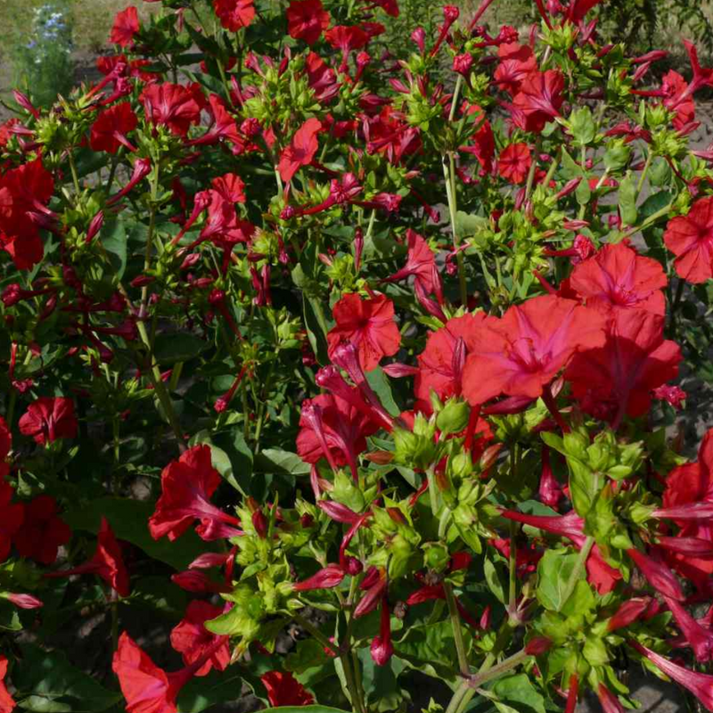 Four O' Clock - Red - 10 Flower Seeds