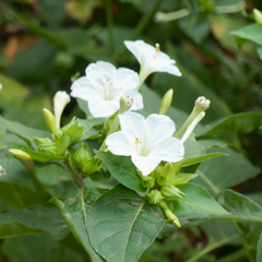 Four O' Clock - White - 10 Flower Seeds
