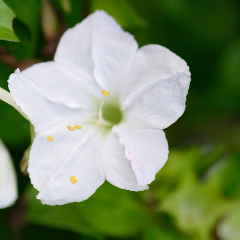 Four O' Clock - White - 10 Flower Seeds