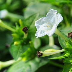 Four O' Clock - White - 10 Flower Seeds