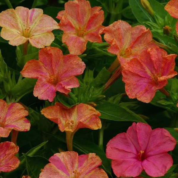 Four O' Clock - Yellow Red - 10 Flower Seeds