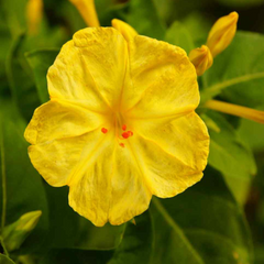 Four O' Clock - Yellow - 10 Flower Seeds