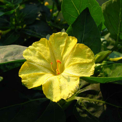 Four O' Clock - Yellow - 10 Flower Seeds