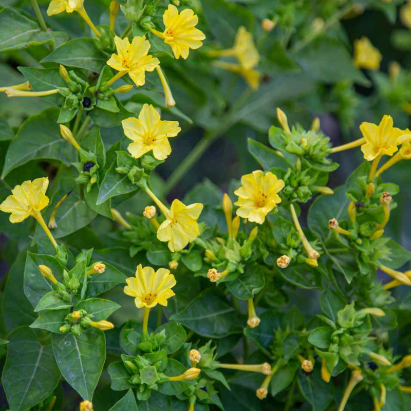 Four O' Clock - Yellow - 10 Flower Seeds