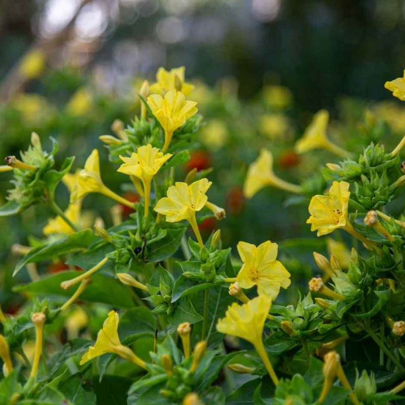 Four O' Clock - Yellow - 10 Flower Seeds