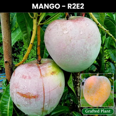 R2E2 Mango Fruit Plant