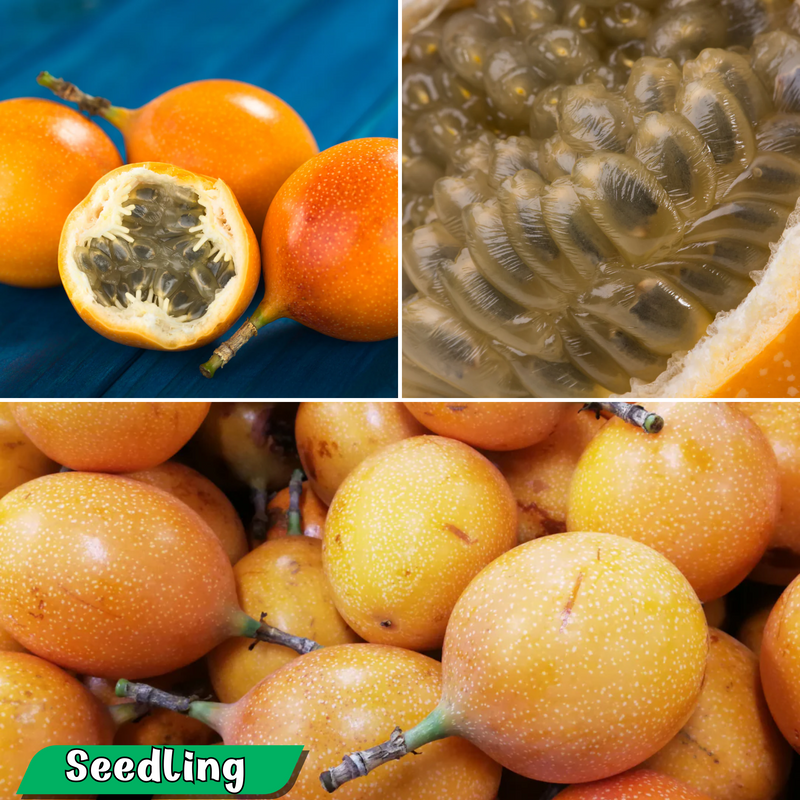 Passionfruit - Yellow Honey Fruit Plant