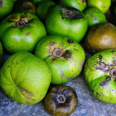 Black Sapote (Diospyros Nigra) Fruit Plant