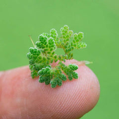 Azolla Floating plant - Azolla caroliniana Aquatic Plant
