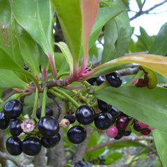 Coralberry (Ardisia Elliptica) Fruit Plant