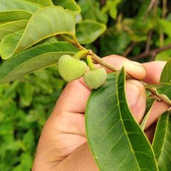 Dragons Egg Annona - Annona Hypoglauca Fruit Plant