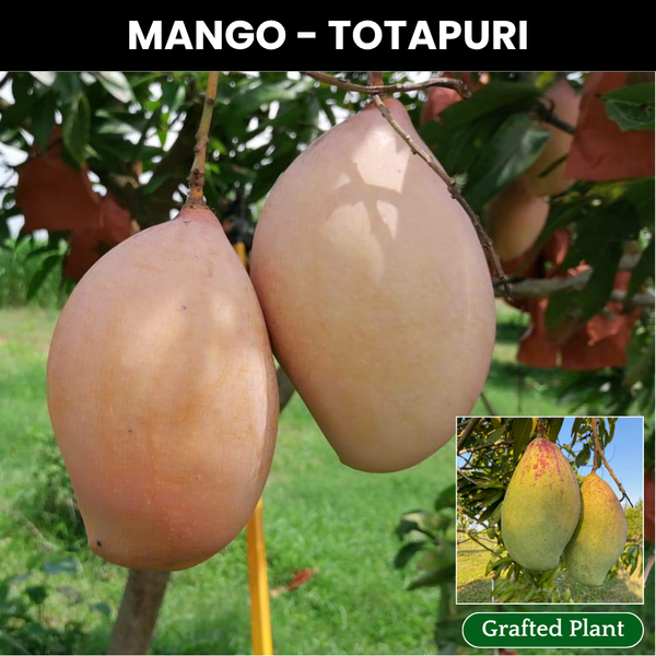 Totapuri Mango Fruit Plant