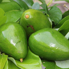 Avocado - Pollock - Hybrid Fruit Plant