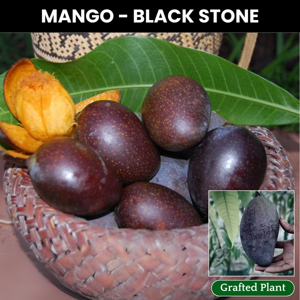 Black Stone Mango Fruit Plant