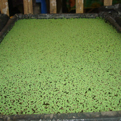 Azolla Floating plant - Azolla caroliniana Aquatic Plant