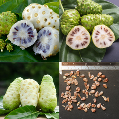 Noni - Morinda citrifolia - 10 Seeds