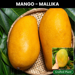 Mallika Mango Fruit Plant